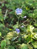 Chicory Flower Essence