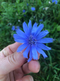 Chicory Flower Essence