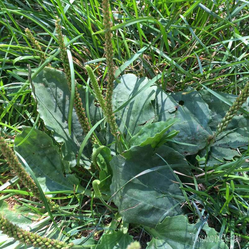 Plantain (the herb not the fruit)
