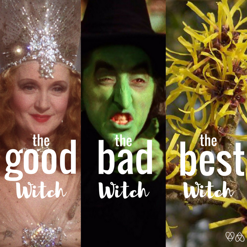 The Best Witch is Witch Hazel
